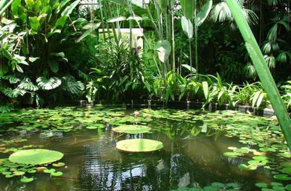 Plantas Jardín Botánico Bogotá