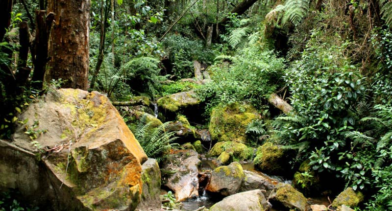 Quebrada La Vieja Bogotá
